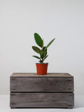 files/IndoorPlants-StudioShots13.11.2023-134.jpg